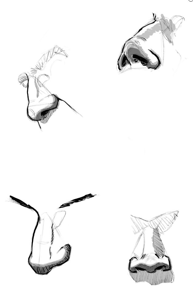 Digital drawings of four noses from different angles.