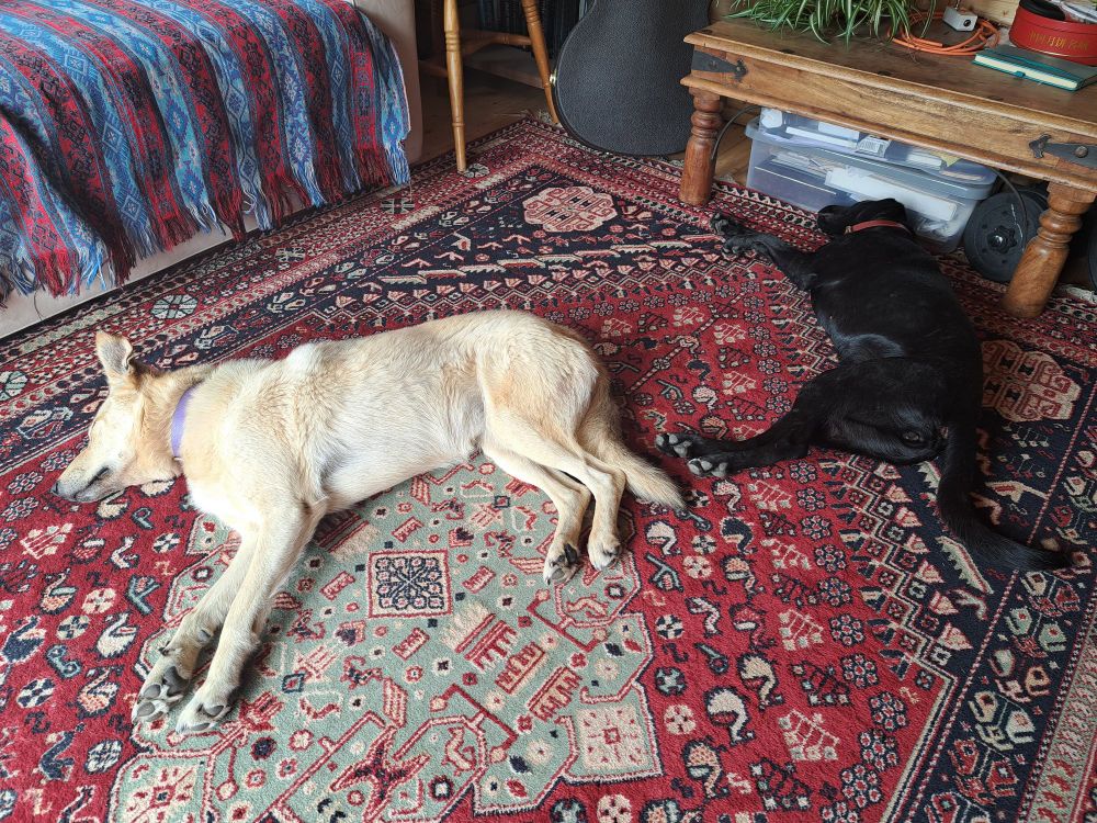 Two dogs, asleep on the floor.