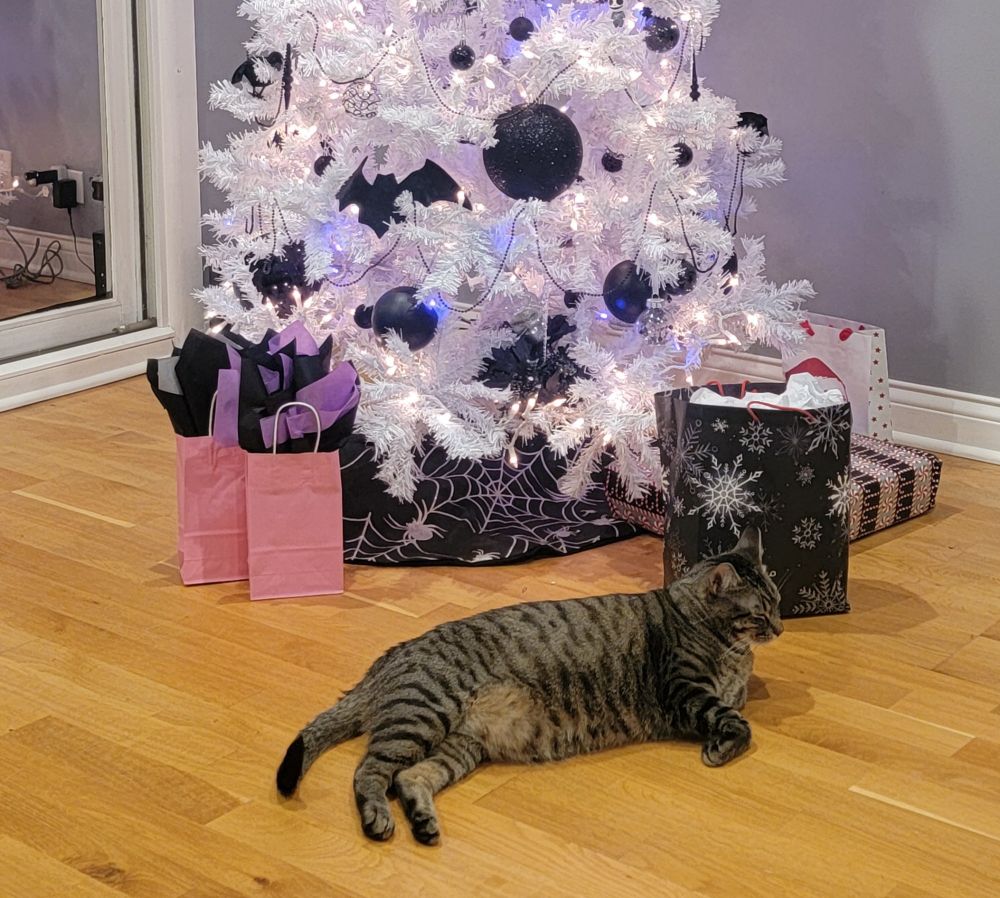 Cat in front of christmas tree.