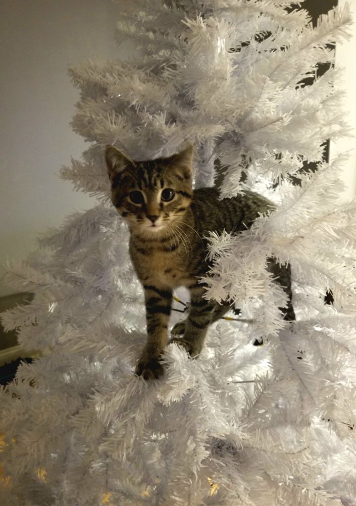 Kitten in a christmas tree