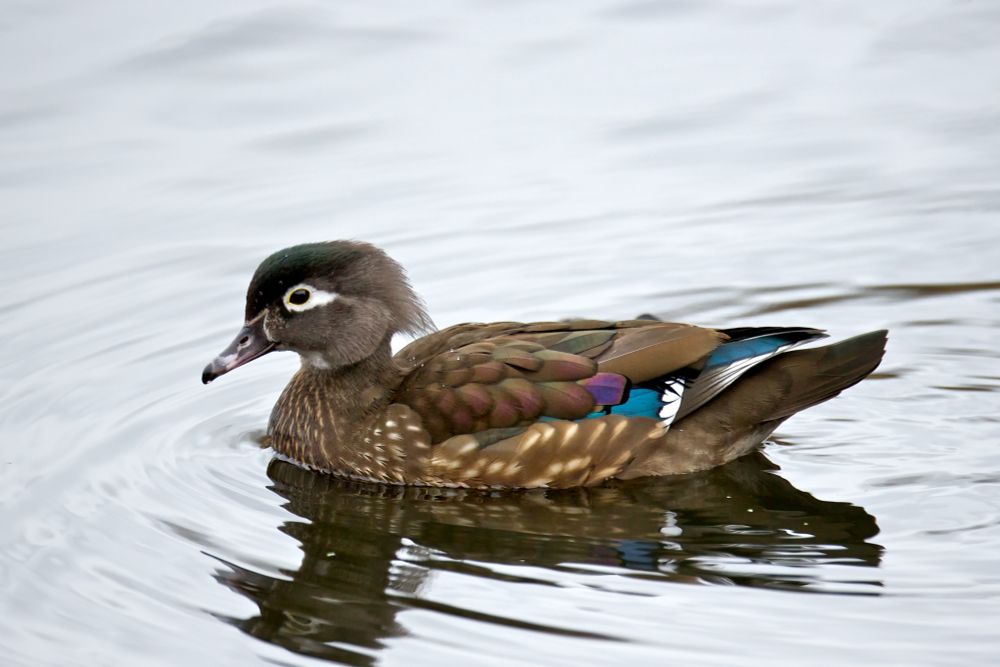 a photo of a female wood duck swimming