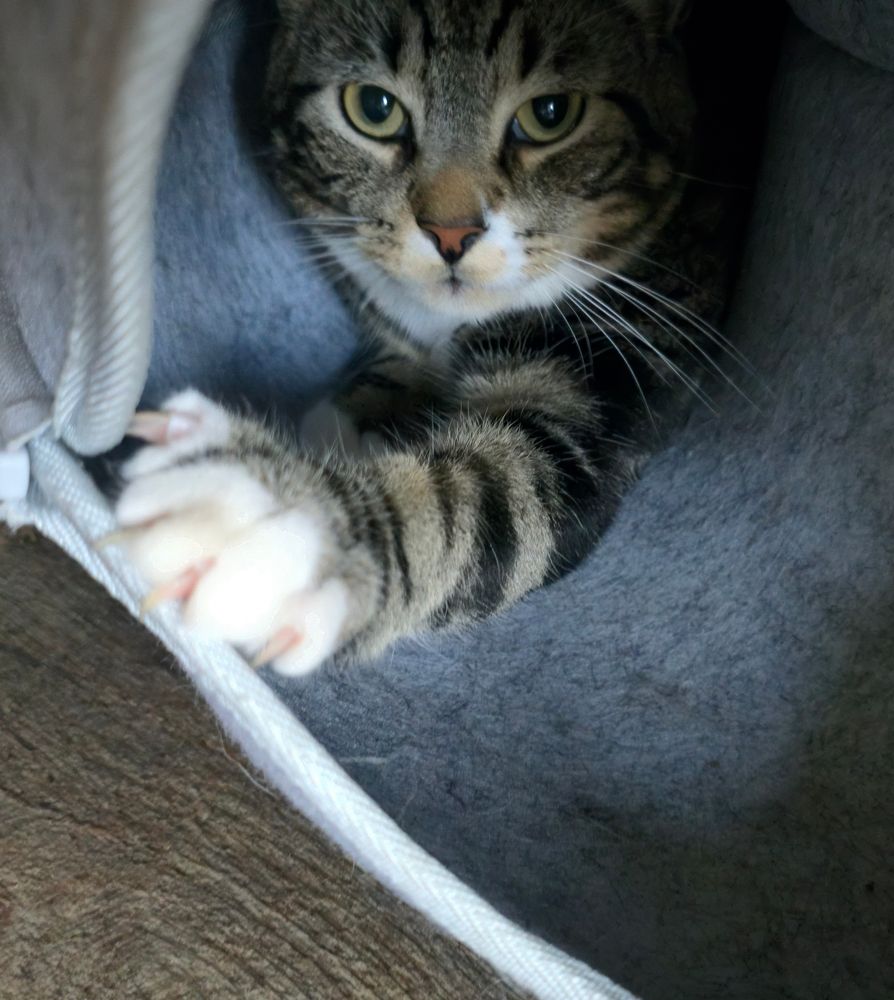 A black and grey cat with white paws in a blue-gray  tube with a grey exterior, with his paw stretching towards the opening