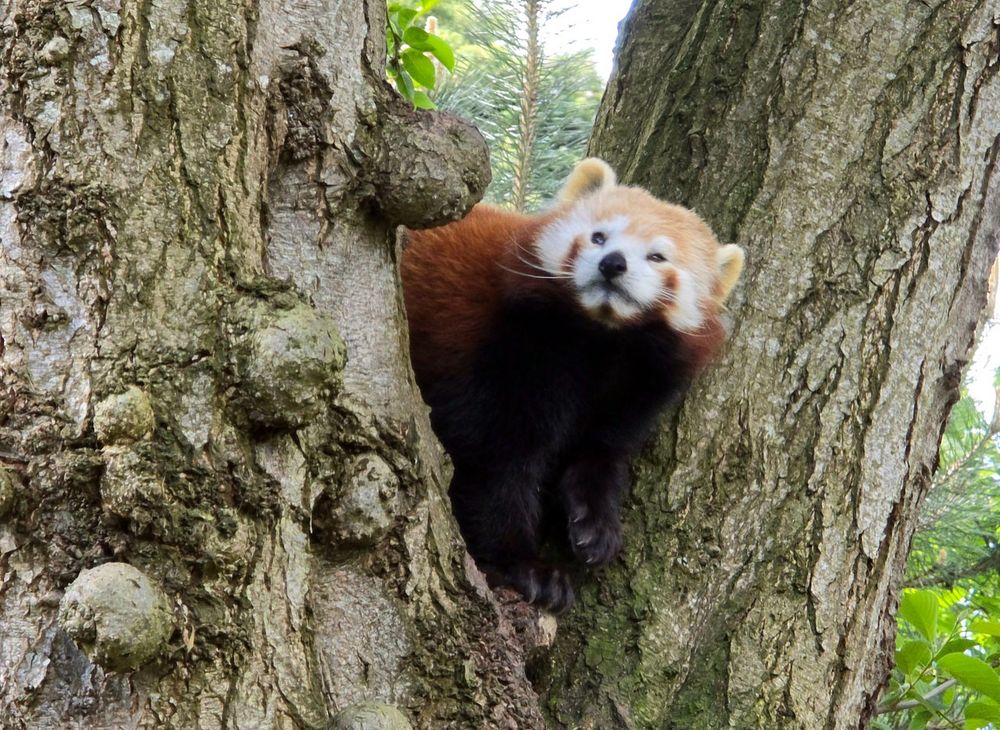 Red panda in Dublin Zoo