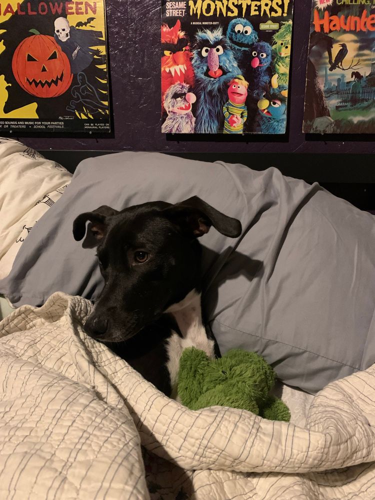 Black whippet mix sleepily tucked between a comforter and pillow holding a green crocodile baby. 
