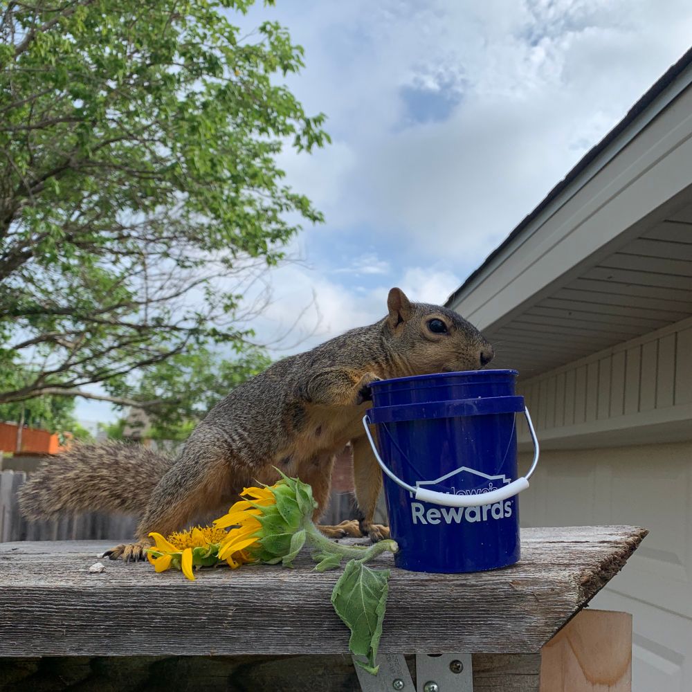 A squirrel with a short tail taking nuts out of a teeny tiny blue bucket 