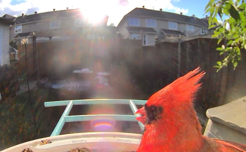 The profile of a male cardinal eating from a smart bird feeder with the sun glare hitting directly into the camera. 