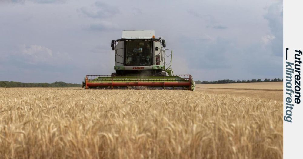 Wie mehrjähriger Weizen die Landwirtschaft verändern könnte