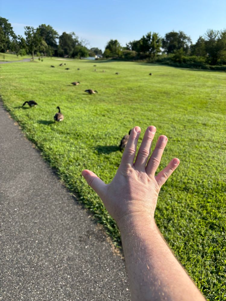 An outstretched white man’s arm with the hand flexed up and fingers spread while some geese laze about in a meadow 