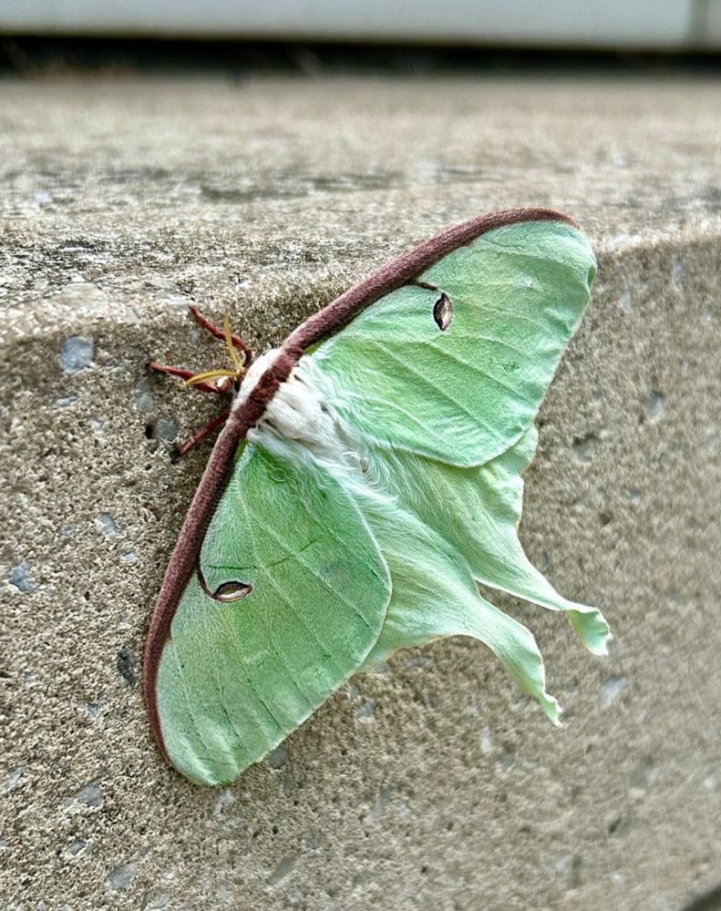 A large moth with brown and green wings.