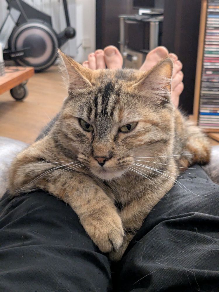 Un chat tigré sur mes jambes 