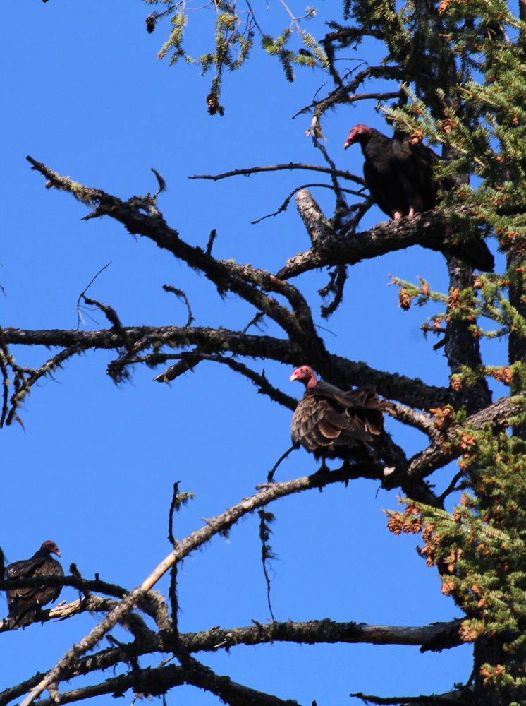 Three turkey vultures in a fir tree.