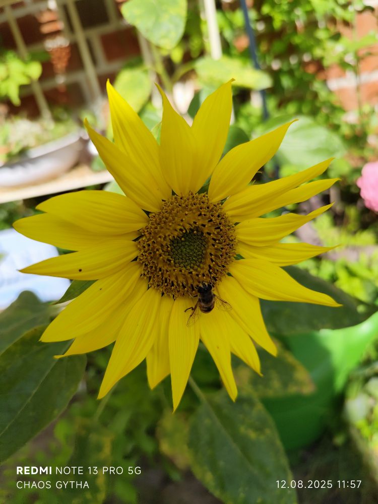 Ringelblüte mit Wespe 