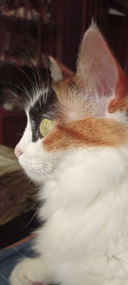 Calico cat profile