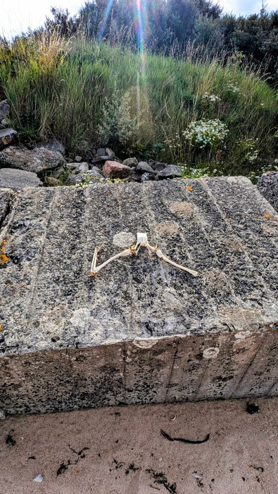 Pelvis and breast bone of a gannet, most likely, since this photo was taken on a beach close to the Bass Rock, which is home to the world's largest gannet colony.

The quote is the opening line of The Wasp Factory by Iain Banks. I read that book forty years ago and I can't visit a beach without a nod to Frank, the protagonist in the story. 