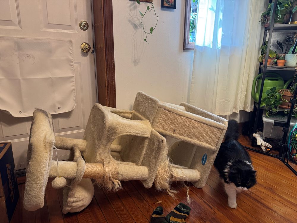 A long-haired tuxedo cat decides to redecorate in the middle of her mom’s zoom call. Beep has turned her cat condo from a tall three story unit into a long one story. 