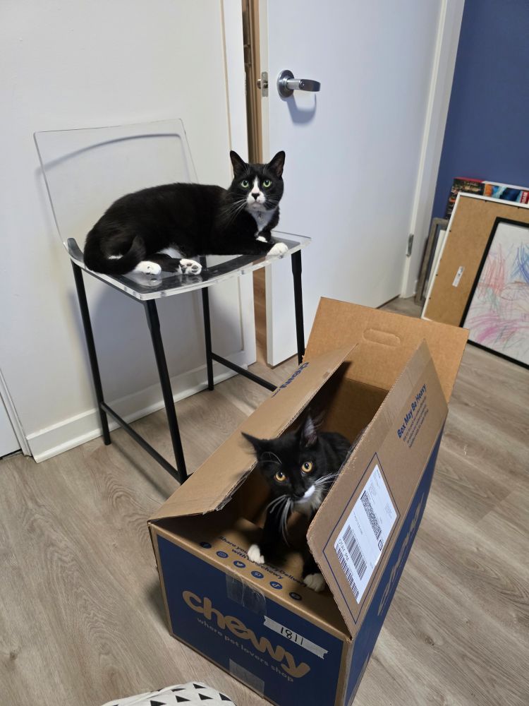 One handsome tuxedo cat on a chair and another tuxedo cat vibing in a box