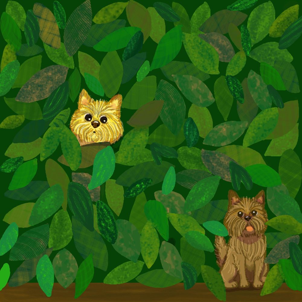In a sea on green leaves, a thick hedge, we find two little cairn terrier dogs. They look at us. One while siting on the ground, one peeking through the leaves.
