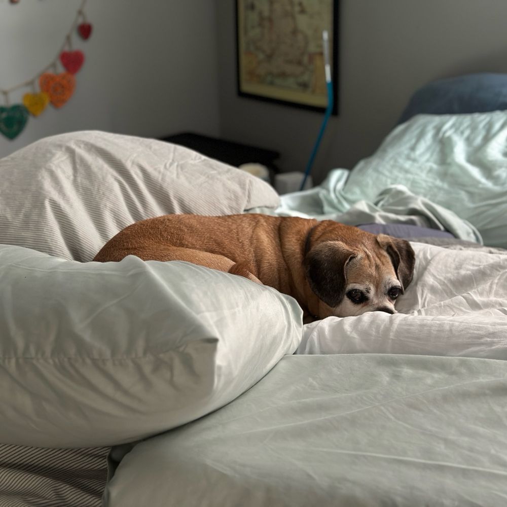 A senior Puggle dog made a nest of pillows on a bed and is very comfortable.