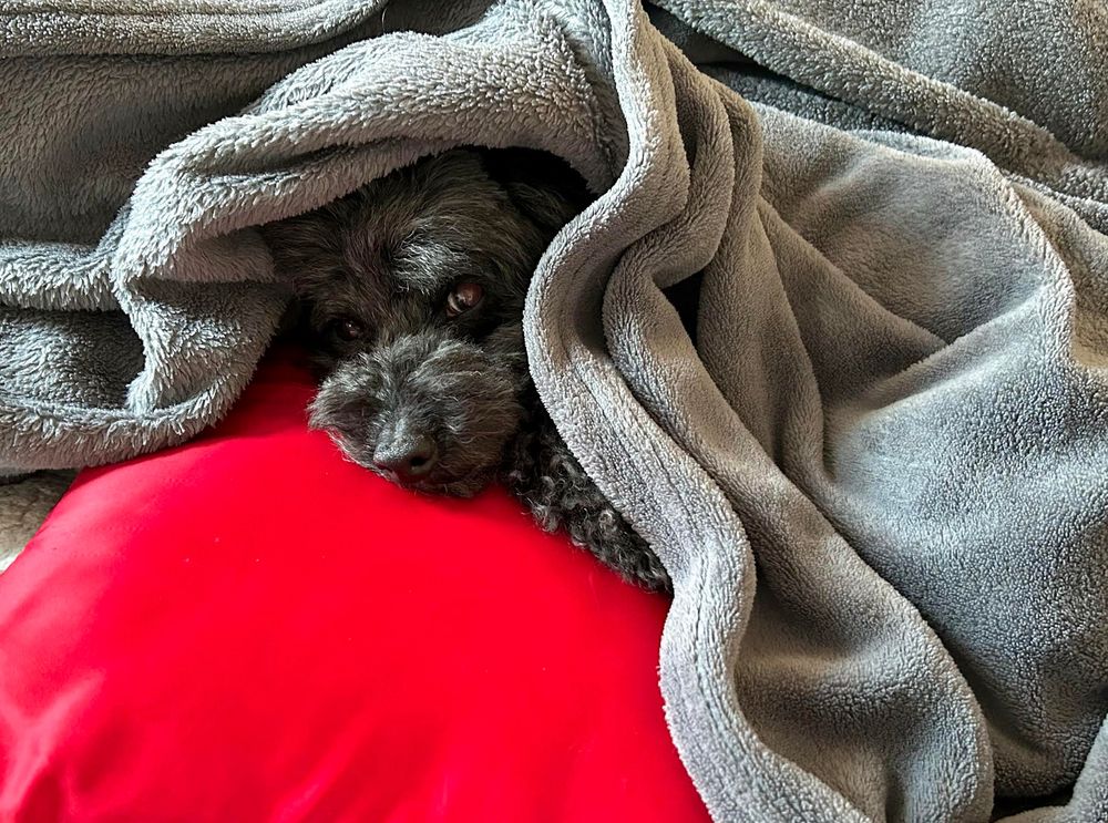 image of dog cuddled in blankets