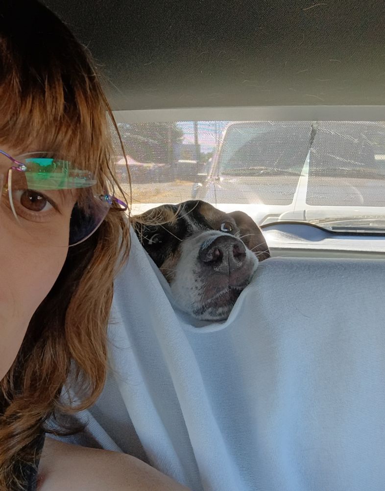 A photograph of an Australian Shepherd poking her head over the rear seat of a car, right next to my own head.