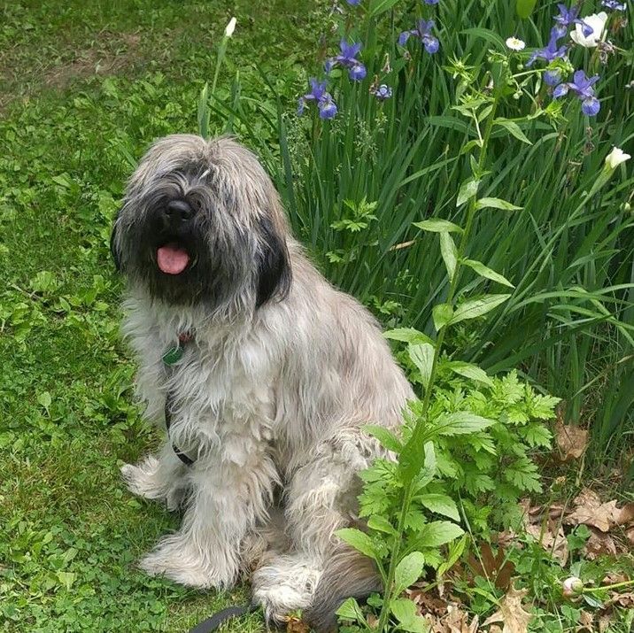 Henry at his shaggiest - and happiest.
