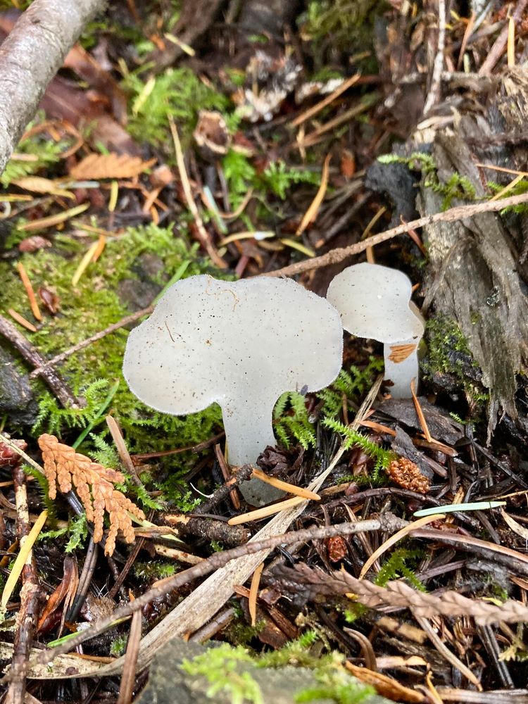 Two translucent white Cat Tongues growing in debris covered forest floor.