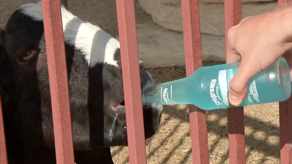 Texas Roadtrippers meet beer drinking goat mayor in far west Texas