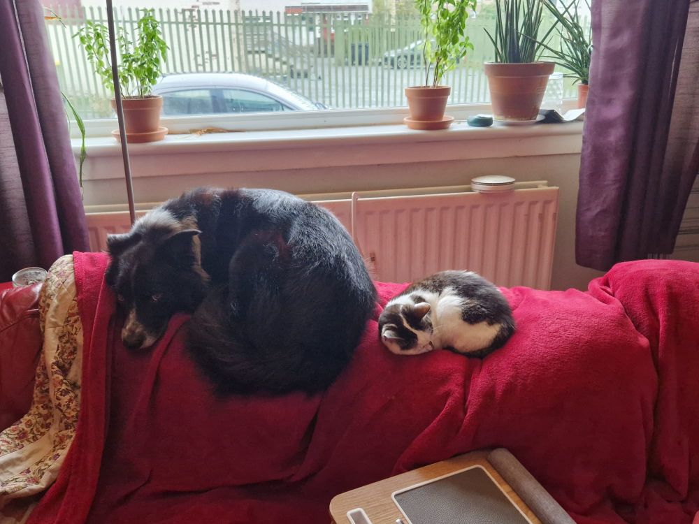 Border collie and cat curled up on the back of a red couch in front of a window. 