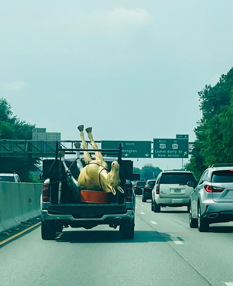 Driving along the highway we are behind a pickup truck that has a strapped in upside down life sized yellow horse filling its bed.