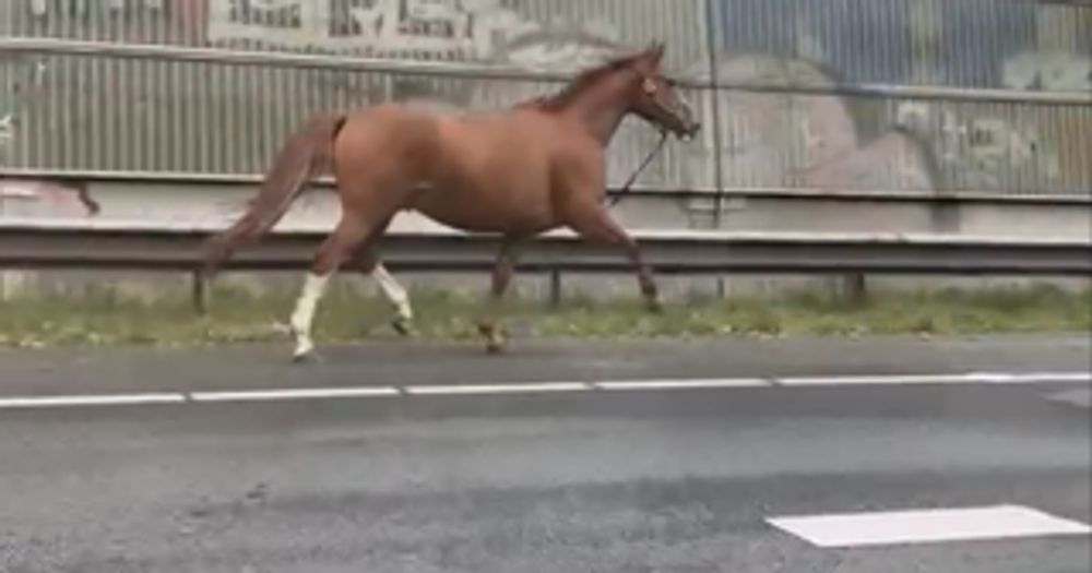 VIDEO: Paard galoppeert triomfantelijk over de snelweg