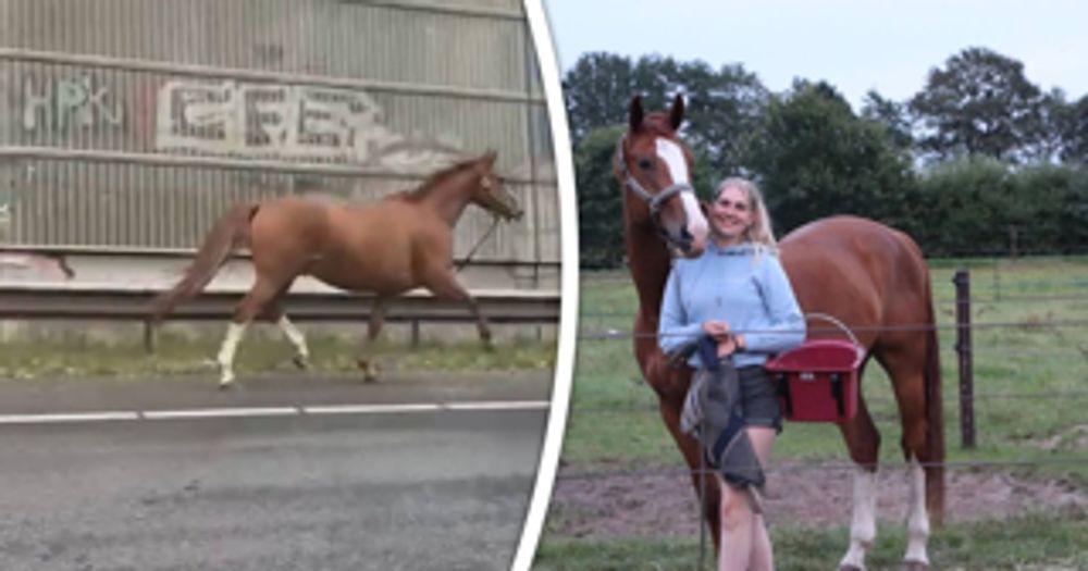 Als Fienne met haar paard wandelt, schrikt het dier van een motor en schiet hij de A20 op