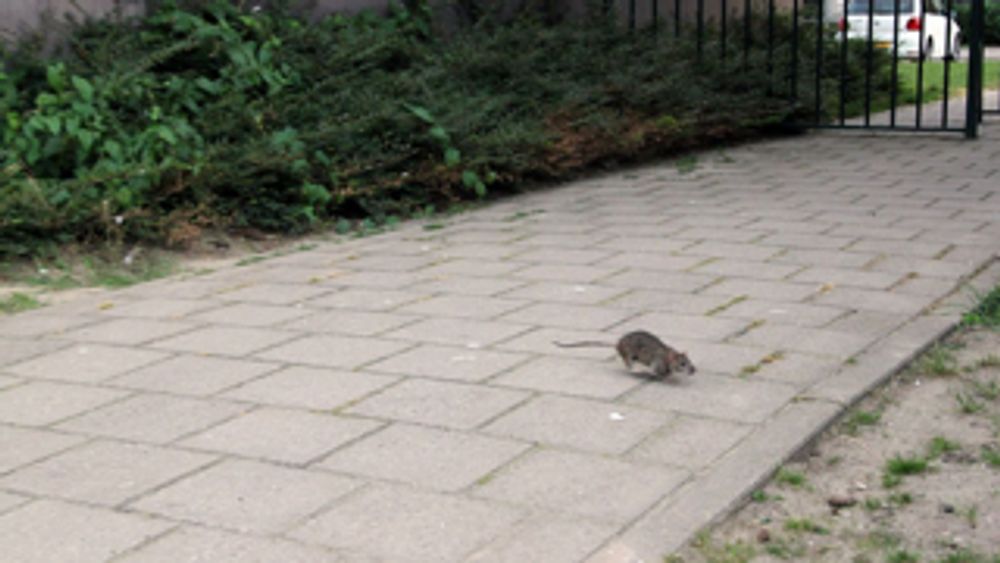 Broodbakken, voorlichting en voederverbod: komt Rotterdam ooit nog van rattenoverlast af?