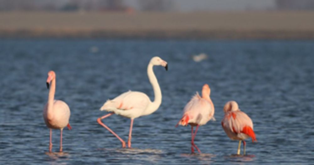 Flamingo's al massaal terug in het Grevelingenmeer en dat is geen goed teken