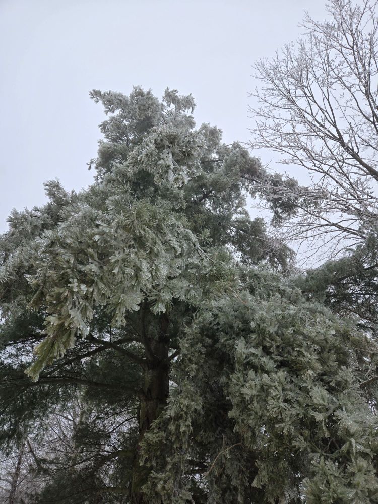 A pine tree seen from below leaning slightly to the left against a grey sky, with its needles encased in thick ice.