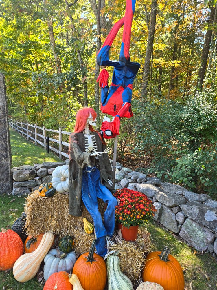 A skeleton recreation of the iconic upside-down kiss scene from Spider Man, with skeleton Mary Jane sitting on top of hay bales with various large gourds and pumpkins arranged around the base. A stone wall is behind them, with a wooden fence extending past it, with grass on one side and dense forest on the right.
