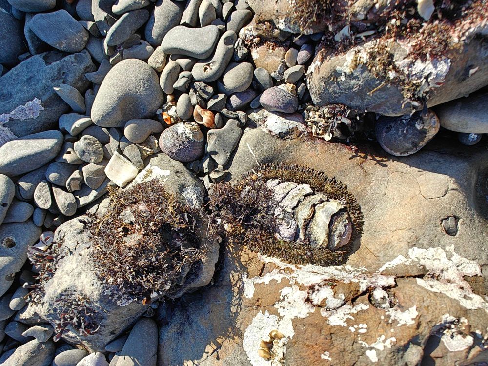 A chiton (?) pressing itself onto a rock.