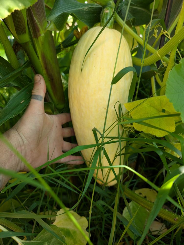 Big ass banana squash. Gotta be 1.5' long.