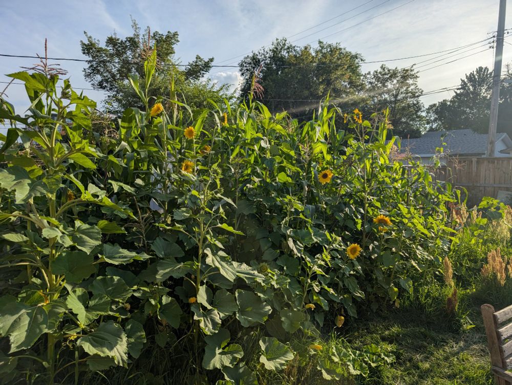 A lush green wall of corn, sunflowers, pole beans, and squash. It's impenetrable.