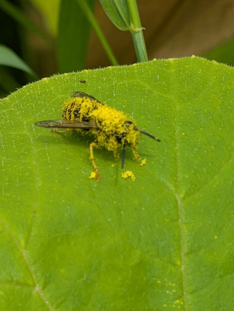 A wasp perched on a green leaf. The wasp is barely recognizable due to the heavy coating of pollen over every bit of it but it's wings.