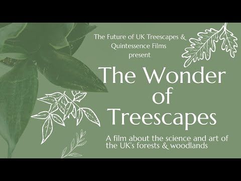 The Wonder Of Trees WEB Master 4k h264 mp4