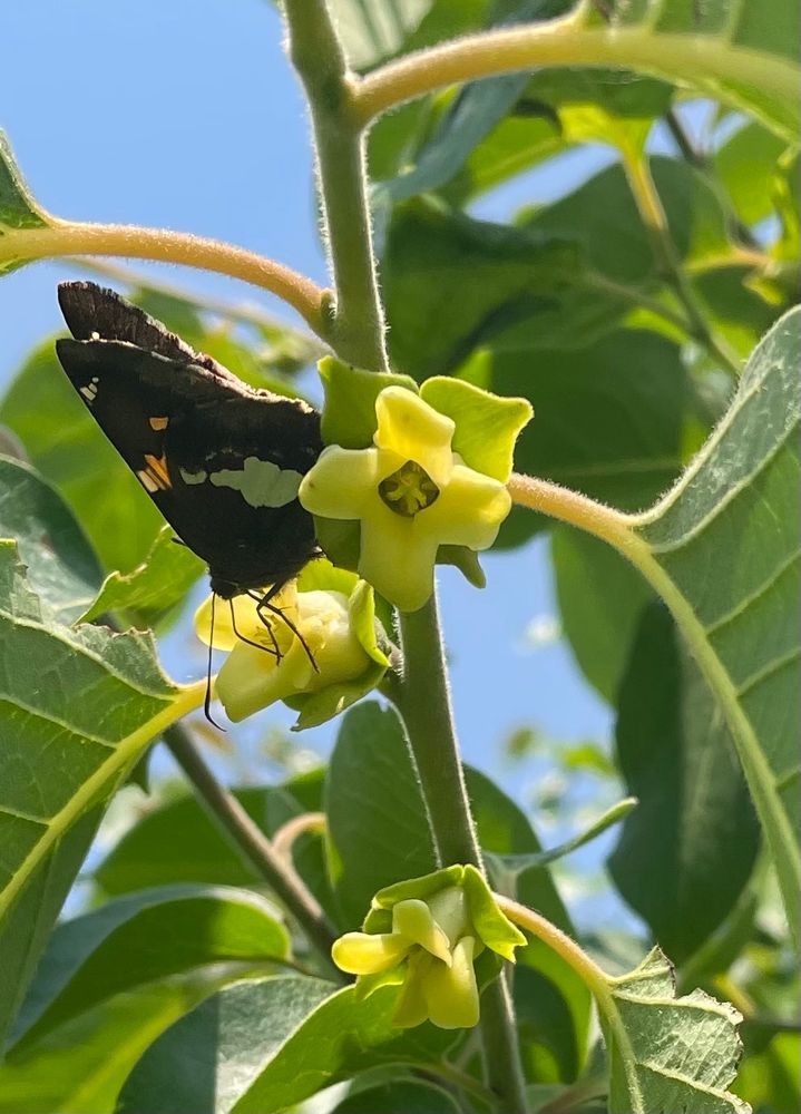 A butterfly on a persimmon bloom