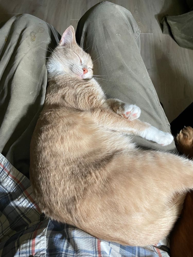 A kitty asleep in my lap