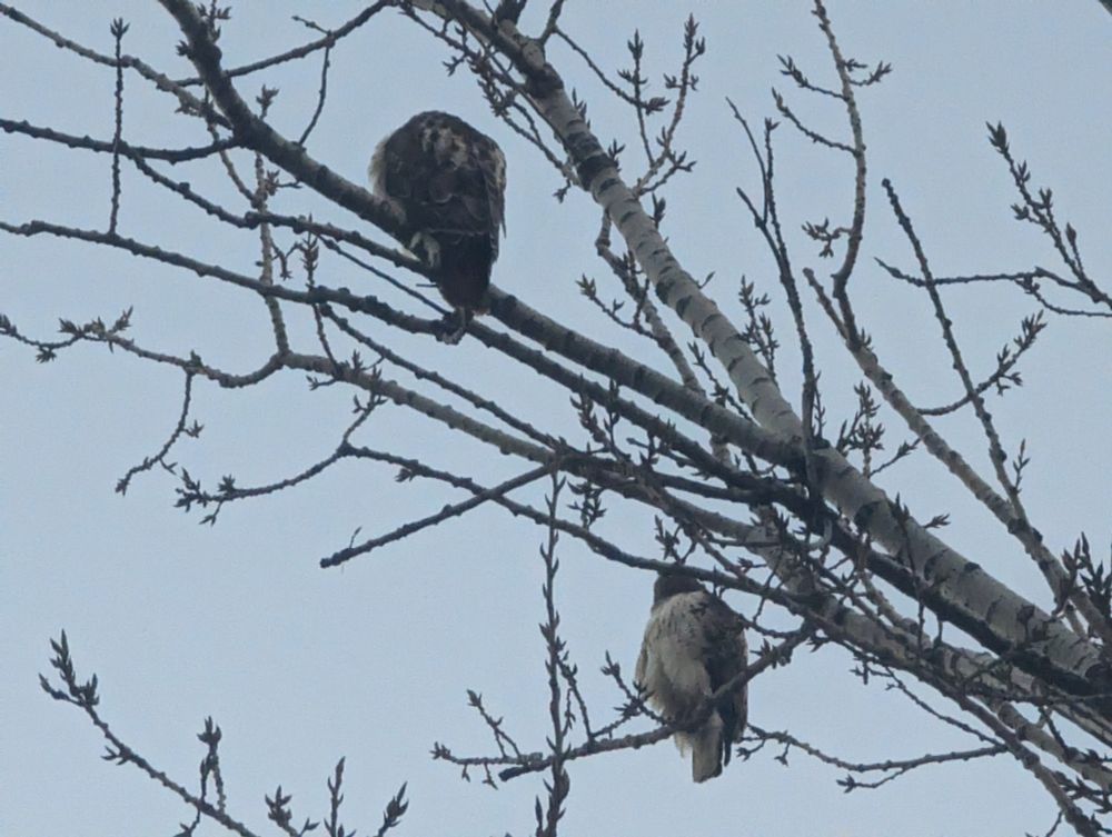 Two red-tailed hawks a few branches apart in a birch tree, both fluffed up against the cold.