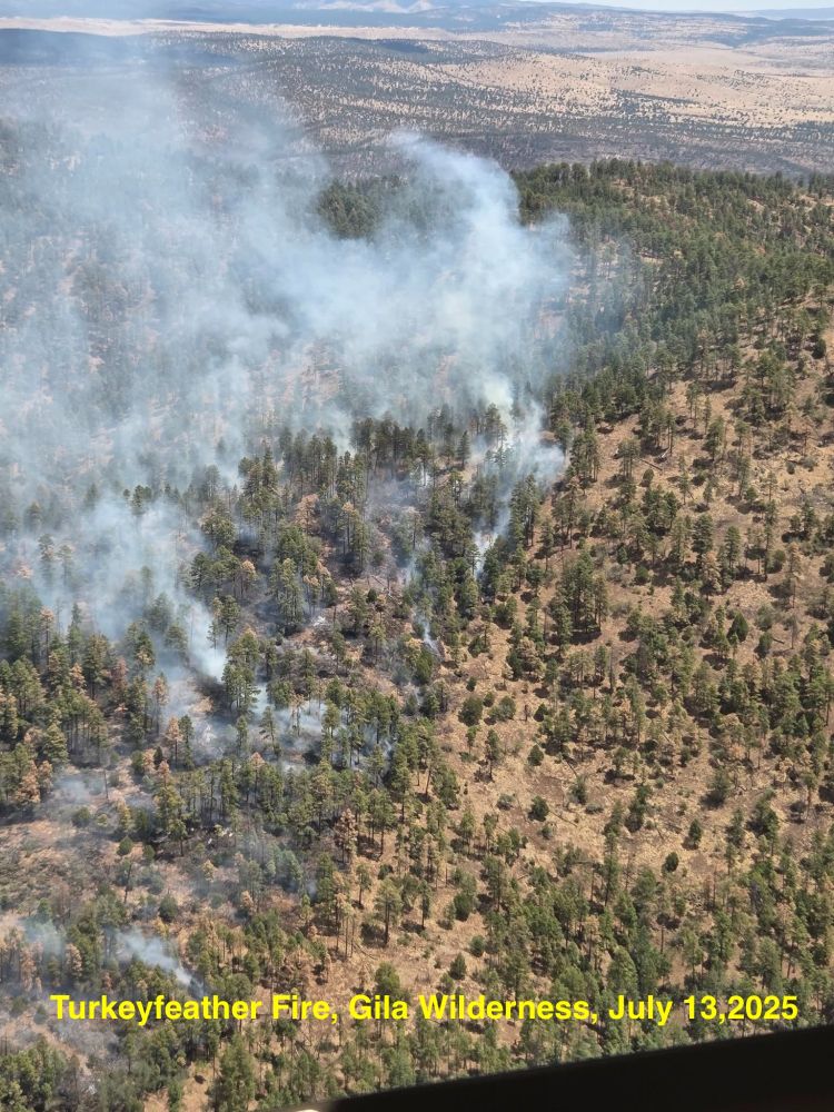 low severity surface fire burning through a ponderosa pine forest