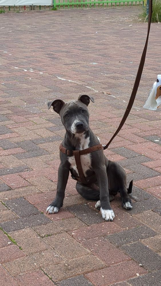 כלבה פיטבולית מתוקה בת חודשיים עם מבט מודאג