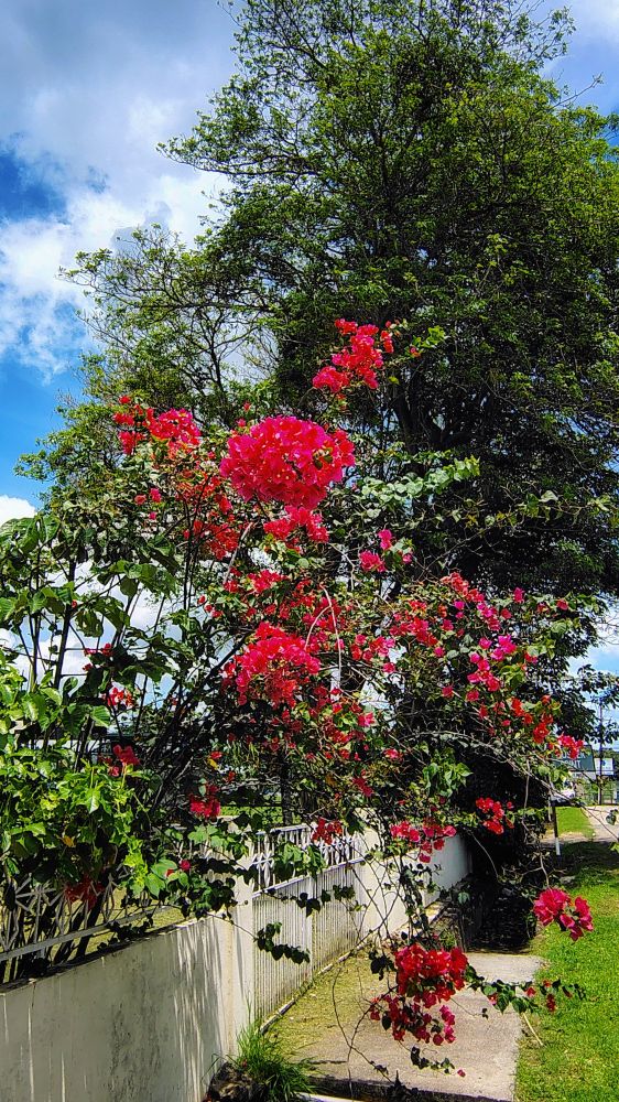 Pink bougainvillea overhanging a church wall.