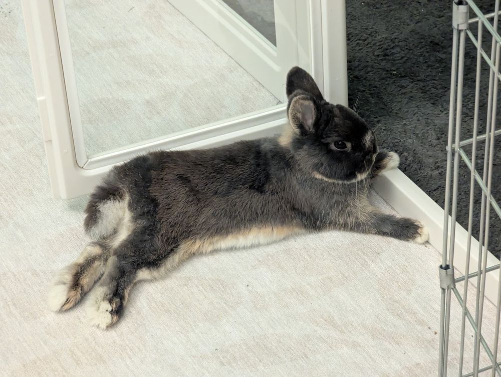 A picture of a 5-month old Netherland Dwarf rabbit splooting