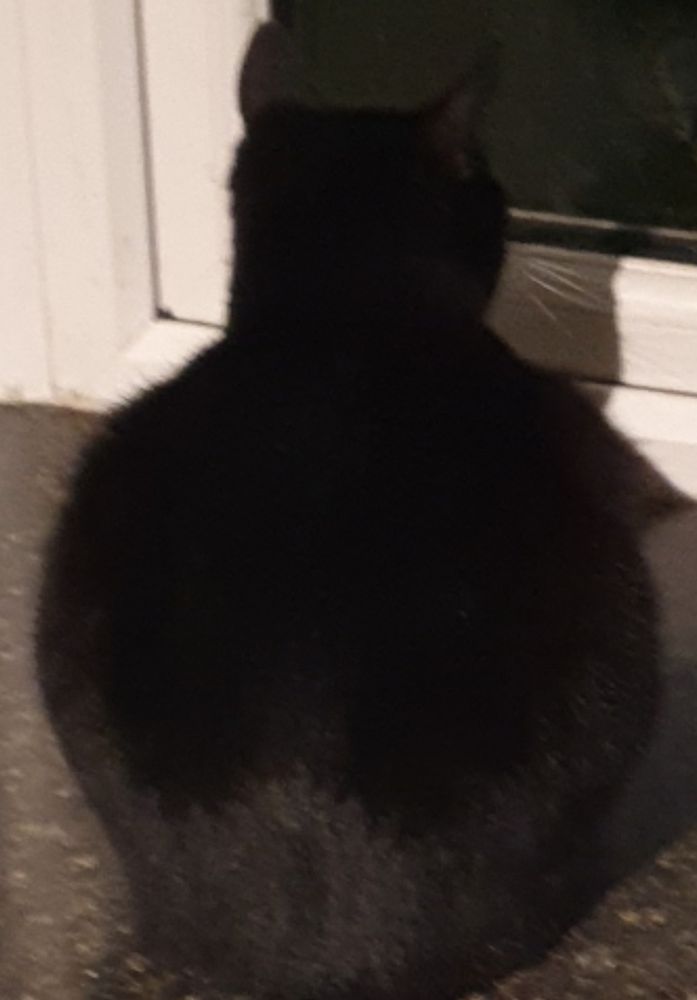 Picture shows a chonky black cat staring out of a window. 