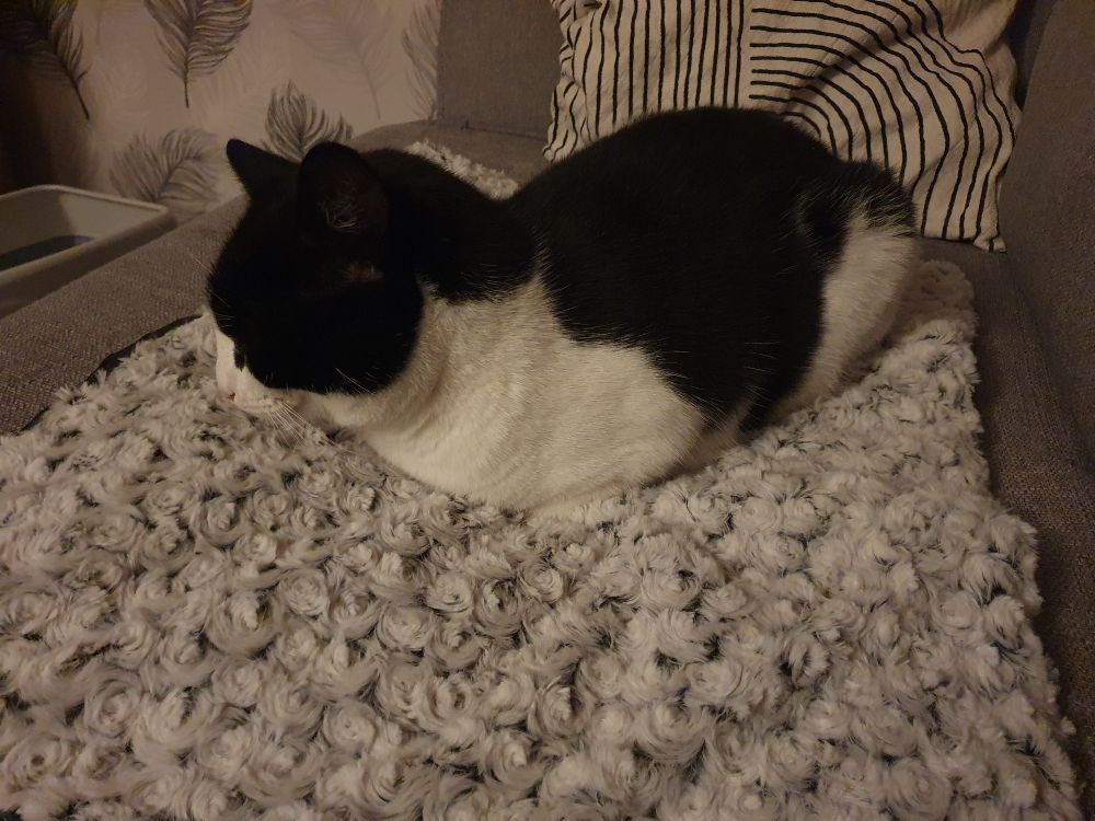 A tuxedo cat masquerading as bread