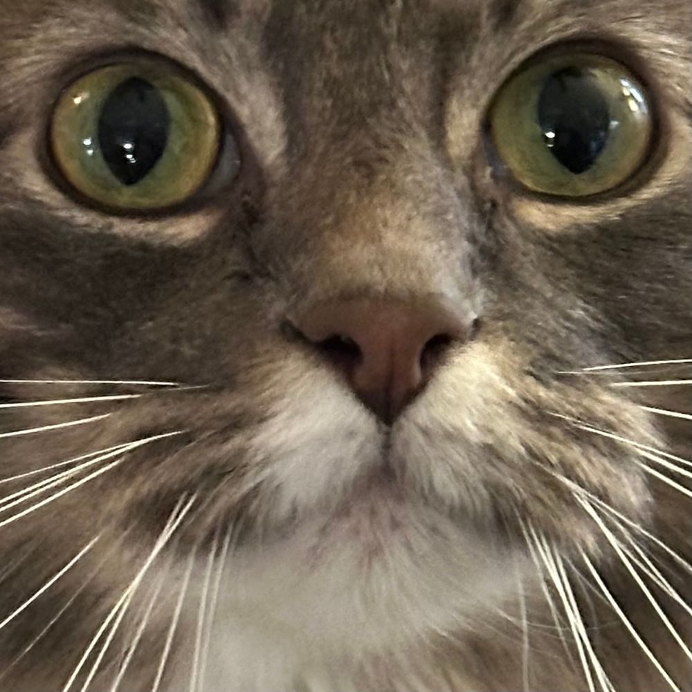 EXTREME CLOSE UP OF A CAT STARING DEEP INTO MY SOUL